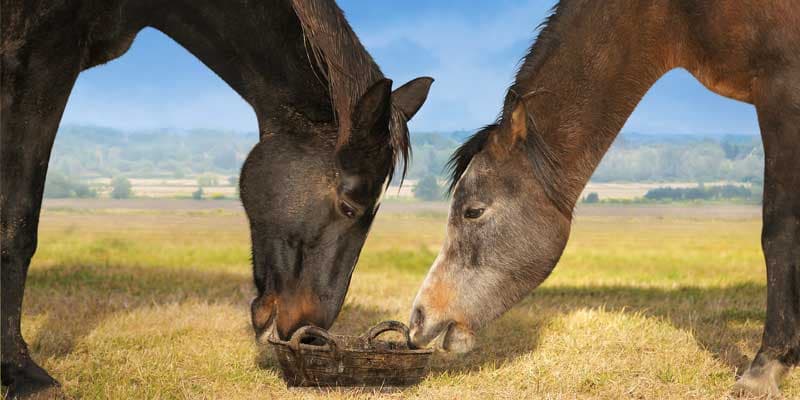 Alimentation du cheval : tout savoir pour bien nourrir son cheval