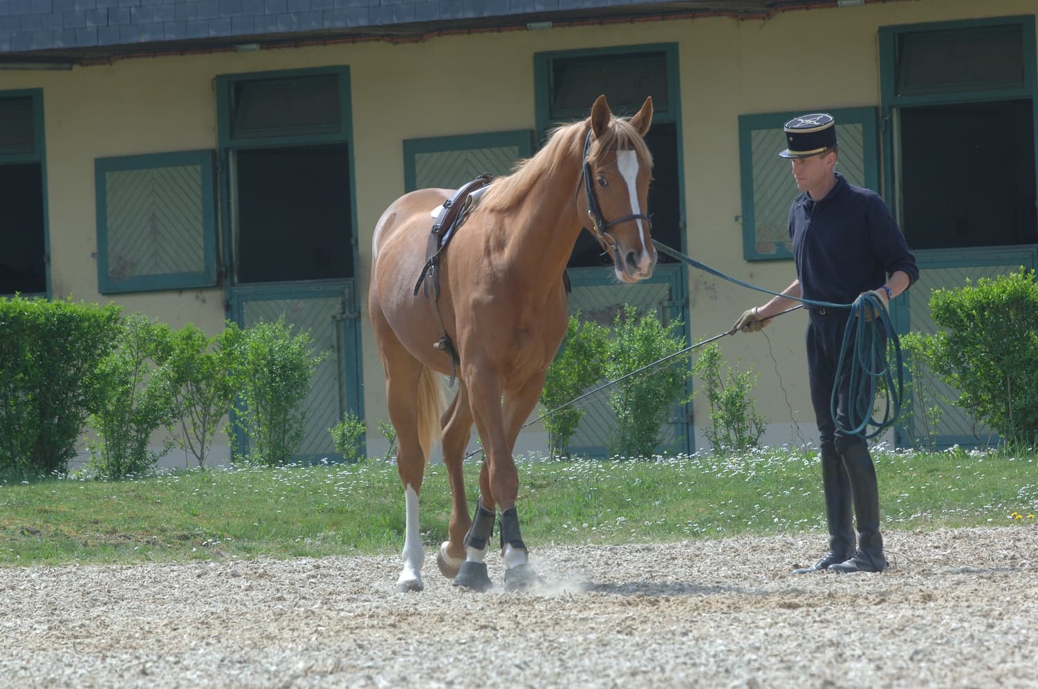 Medical Training : Comment apprendre à son cheval à coopérer pour les soins ?