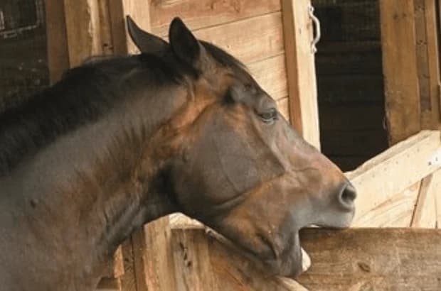 Comment détecter les signes de stress ou de malaise chez le cheval : Le guide de l'observateur
