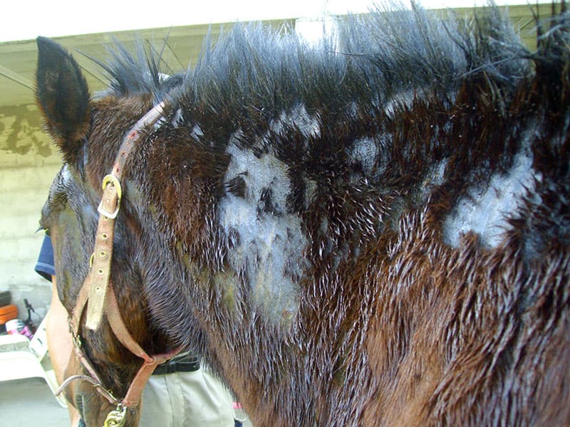 Gale de boue (dermatophilose) : traitement naturel et prévention efficace