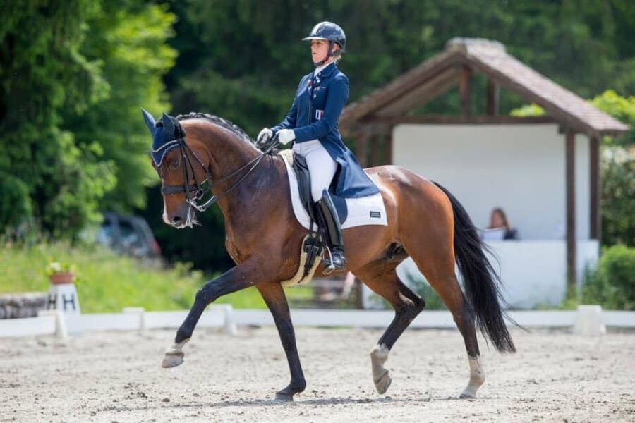 Les meilleures techniques de dressage expliquées pour tous