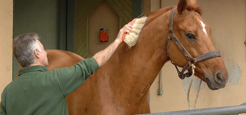 Soins quotidiens : routine indispensable pour un cheval en bonne santé